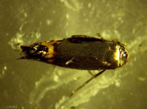 Pommier_mineuse-cerclee-Leucoptera scitella_CTIFL