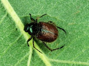 Adulte de <i>Phyllopertha horticola</i> (photo du Centre Technique Interprofessionnel des Fruits et Légumes, CTIFL)