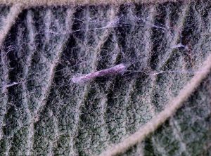 Cocon de <i>Stigmella malella</i> (photo O. Baudry, CTIFL)