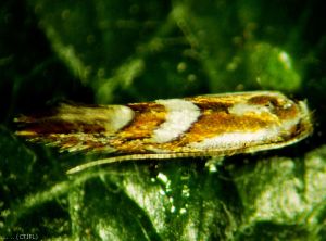 Adulte mâle de <i>Phyllonorycter blancardella</i> (photo du CTIFL)