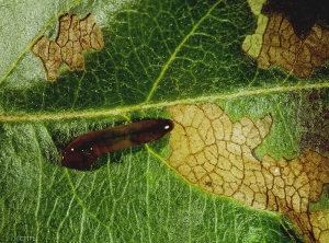 Larve de <i>Caliroa cerasi</i> (photo du CTIFL)