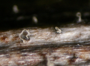 Plusieurs pycnides sombres sont bien visibles sur cette portion de bois blanchi. Un cirrhe blanchâtre plus ou moins enroulé s'est formé sur certaines d'entre-elles. <b><i>Phomopsis viticola</i></b> (excoriose)