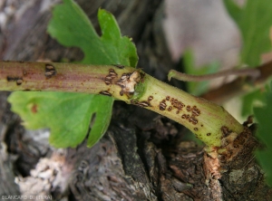 Concentration de lésions chancreuses débutantes à la base d'un jeune rameau de vigne. <b><i>Phomopsis viticola</i></b> (excoriose)