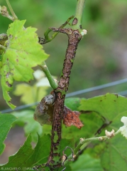 Cette lésion étendue  à la base de ce rameau, provoquée par  <i><b>Elsinoë ampelina</b></i>, ne doit pas être confondue avec des dégâts d'excoriose. (Anthracnose)