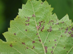 Aspect des taches brun rougeâtre d'anthracnose observées à la face inférieur du limbe. <i><b>Elsinoë ampelina</b></i> 