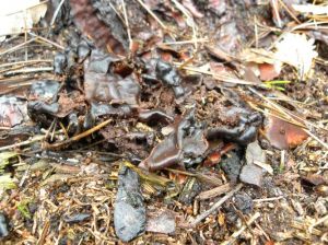 RHIZUND
