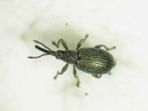 <i>Ceratapion carduorum</i> adulte, noter les rangées de poils blancs le long des nervures des élytres, et sur le reste du corps. <b>Apion de l'artichaut</b> (artichoke pear-shaped weevil) 