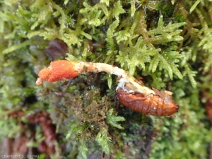 Cordyceps-militaris