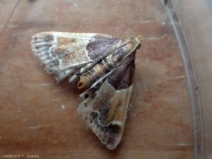 Pyralis-farinalis