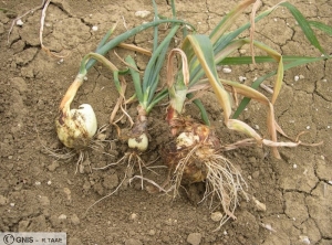 Ditylenchus dipsaci sur plants d'oignons 3