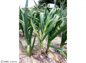 Oignon Yellow Dwarf Virus (OYDV) sur plant d'ail 1