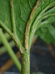 Détail d'une plage chancreuse étendue visible sur nervure d'une feuille de courgette. <b><i>Monographella cucumerina</b></i> (plectosporiose)