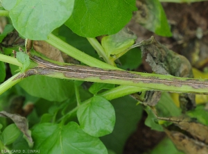 Phytophthora-Pomme-Terre7