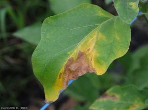 Jaunissement en "V" du limbe d'une feuille d'aubergine qui finit par se nécroser et se dessécher. <b><i>Verticillium dalhiae</i></b> (verticilliose, <i>Verticillium</i> wilt)