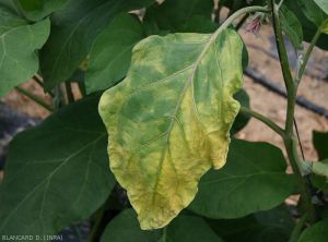 Jaunissement plutôt unilatéral et flétrissement d'une feuille basse d'aubergine. <b><i>Verticillium dalhiae</i></b> (verticilliose, <i>Verticillium</i> wilt)