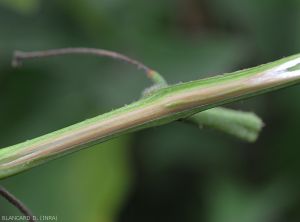 Une coupe longitudinale de la tige d'aubergine révèle des vaisseaux grisâtres à légèrement bruns.  <b><i>Verticillium dahliae</i></b> (verticilliose, <i>Verticillium</i> wilt).