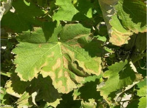 Cette image montre une feuille de cépage blanc présentant des dessèchements caractéristiques des premiers stades d'apparition des symptômes foliaires de l'esca.