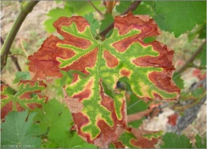 Cette image montre une feuille de cépage blanc présentant des dessèchements et des décolorations caractéristiques d'un  stade très avancé d'expression des symptômes foliaires de l'esca.