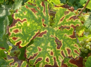 Cette image montre une feuille de cépage blanc présentant des dessèchements et des décolorations caractéristiques d'un  stade très avancé d'expression des symptômes foliaires de l'esca.