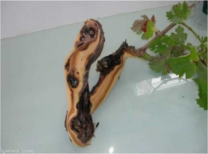 Cette image montre la nécrose longitudinale sous écorce d'un cep atteint d'esca. Il existe un lien entre les symptômes foliaires et cette nécrose. Cette dernière traverse plusieurs grosses plaies de taille.