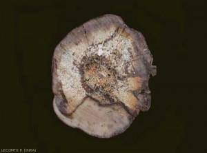 Cette image montre une nécrose mixte sur une coupe transversale de cep atteint par l'esca.