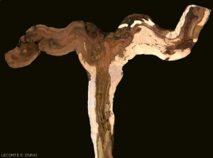 Cette image montre une coupe longitudinale d'un cep très abîmé, atteint par les maladies du bois. Le bras gauche est totalement nécrosé, juste une petite partie du bois reste fonctionnelle dans le tronc et le bras doit.
