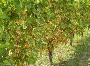 Cette image montre des ceps exprimant une carence en magnésium. 