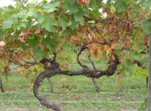 une autre illustration de cep souffrant de sécheresse.