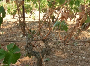 Cette image illustre un cep souffrant de sécheresse, les feuilles les plus basses sont les premières à se dessécher et tomber.