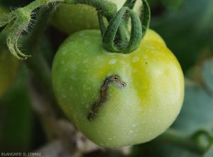 Mouche-fruits-tomate5