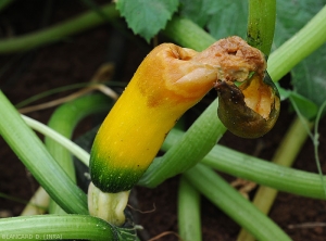 Sur ce pied de courgette, un fruit est presque entièrement pourri par <i><b>Choanephora cucurbitarum</b></i>. Une partie des tissus mous s'est effondrée. (pourriture à Choanephora, cucurbit flower blight)