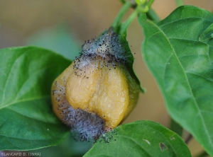 Choanephora-Piment1