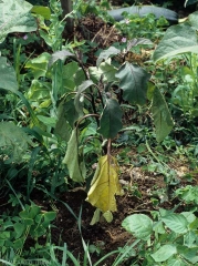 Flétrissement marqué de ce pied d'aubergine ; les feuilles les plus basses sont plus ou moins chlorotiques.  (<i>Sclerotium rolfsii</i>)