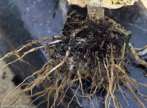 Le système racinaire de ce pied d'aubergine est entièrement pourri. Le cortex de certaines racines a localement disparu, et le caractéristique mycélium de (<i>Sclerotium rolfsii</i> chemine par endroits.