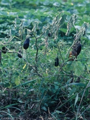 Pied d'aubergine entièrement flétri.  (<i>Sclerotium rolfsii</i>)