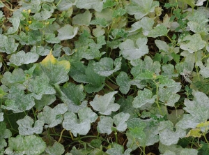 Attaque généralisée d'oïdium sur melon. Les feuilles sont plus ou moins couvertes par des taches poudreuses blanches. <i><b>Podosphaera xanthii</b></i> ou <i><b>Golovinomyces cichoracearum</b></i>. (oïdium)