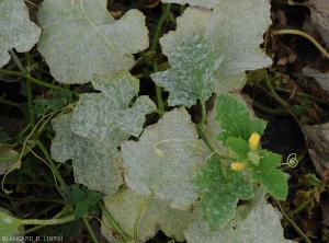 Feuilles de melon plus ou moins affectées par les deux oidiums <i><b>Podosphaera xanthii</b></i> ou <i><b>Golovinomyces cichoracearum</b></i>. (oïdium)