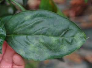 Discrètes taches d'oïdium sur feuille de poivron.  <b><i>Leveillula taurica</i></b> (oïdium interne, powdery mildew)