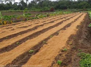 Paillage des inter-rangs d'aubergine avec de la balle de riz à Mana