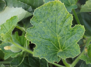 Symptôme sur feuille de melon du <b>Virus de la mosaïque du concombre</b> : 'vein banding' affectant la quasi totalité des nervures. (<i>Cucumber mosaic virus</i>, CMV)