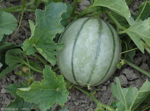 Discrète mosaïque sur fruit de melon. <b>Virus de la mosaïque du concombre</b> (<i>Cucumber mosaic virus</i>, CMV)