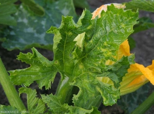 Feuille de courgette légèrement recroquevillée portant des lésions chlorotiques en étoile. <b>Virus de la mosaïque du concombre</b> (<i>Cucumber mosaic virus</i>, CMV)