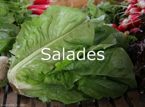 Salades