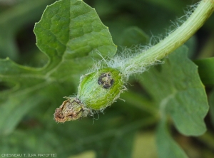 Dégâts observables après ponte de mouche des Cucurbitacées sur pastèque. <b><i>Dacus ciliatus</i></b>.