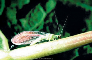 Auxiliaire Chrysope