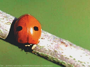 Auxiliaire, coccinelle à 2 points <i>Adalia bipuncta</i>