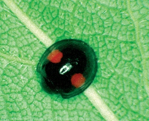 Auxliaire Coccinelle chilocorus sp