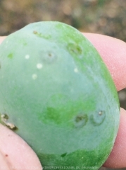 Perforations et galeries en spirale sur prune, provoquées par petite tordeuse des fruits <i><b>Cydia lobarzewskii</b><i>. Des traces d'oeufs peuvent également être observées.