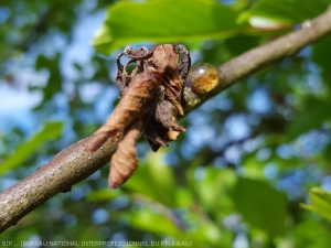 Jeune pousse moniliée avec présence de gommose. (<i><b>Monilia spp.</b><i>)