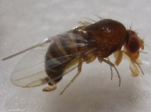 Moucheron asiatique <i>Drosophila suzukii<i>